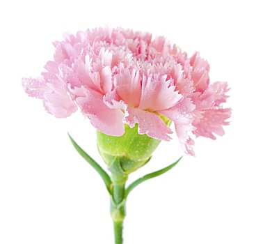 粉色,康乃馨,花