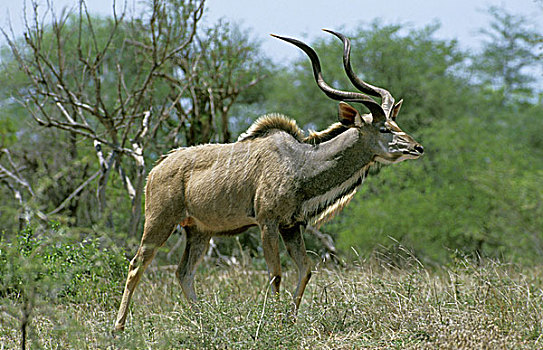 大捻角羚,雄性,站立,肯尼亚