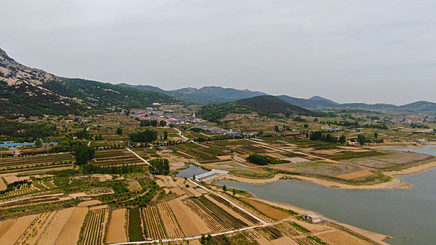 山东省日照市,万亩茶园染绿乡村大地,茶产业助农民致富