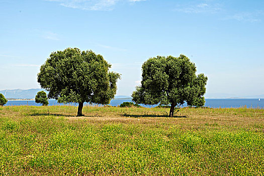 橄榄树,地点,黄花