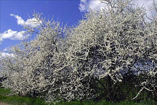 花,黑刺李