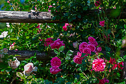 攀登,玫瑰,花园栅栏