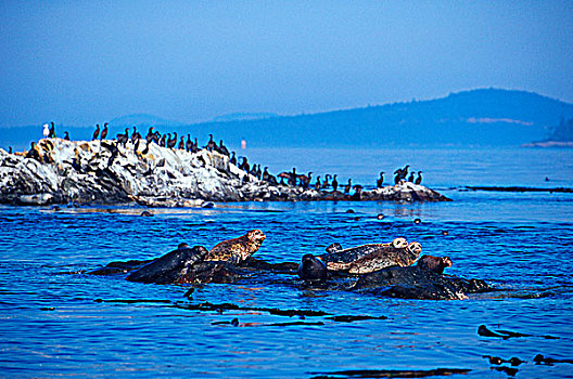 岩石上,围绕,海藻,鸬鹚,海鸥,不列颠哥伦比亚省,加拿大