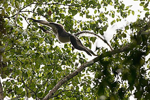 猴子,跳跃,树上,越南