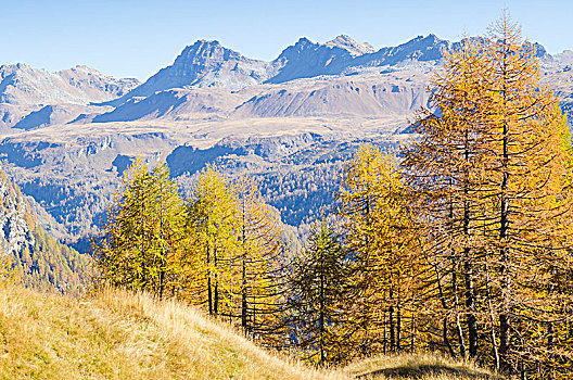 风景,秋天,意大利阿尔卑斯山,意大利