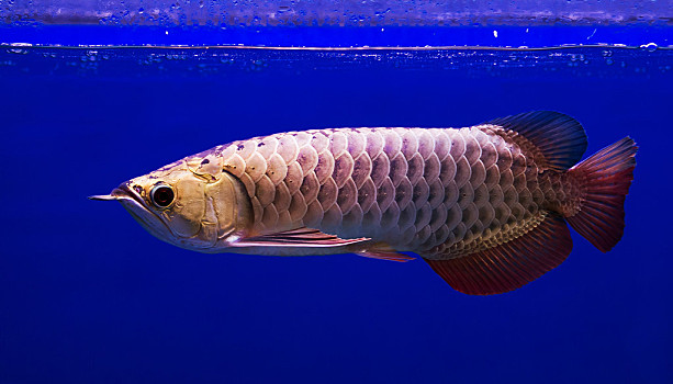 亞洲龍魚,魚,水族箱,藍色背景,背景