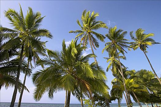 棕榈树,靠近,海洋,菲律宾