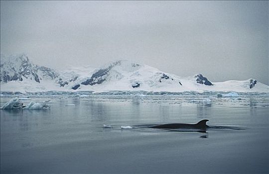 矮小,小须鲸,夏天,进食,地面,天堂湾,南极半岛,南极