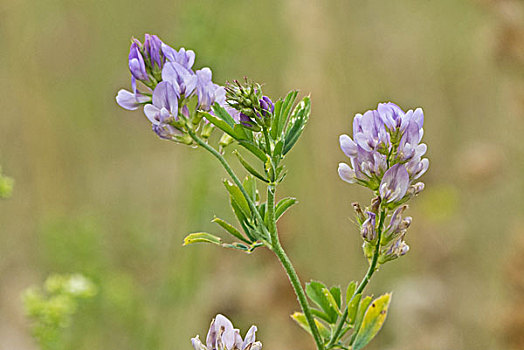 紫花苜蓿,花