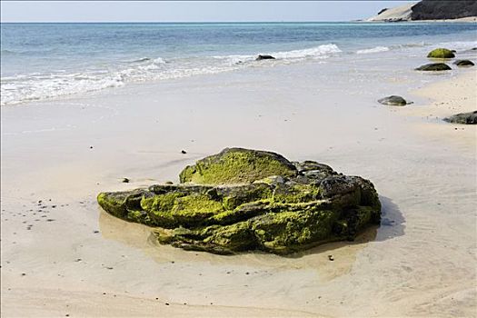 藻类,岩石上,富埃特文图拉岛,加纳利群岛