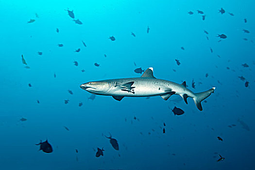 灰三齿鲨,印度洋,南马累环礁,马尔代夫,亚洲