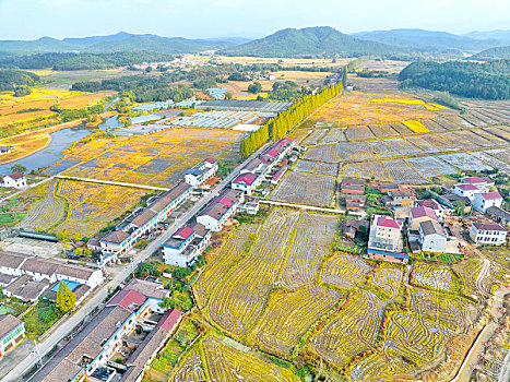 江西金溪,生态乡村,风景如画