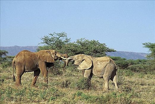 争斗,大象,非洲象,哺乳动物,萨布鲁国家公园,肯尼亚,非洲,动物