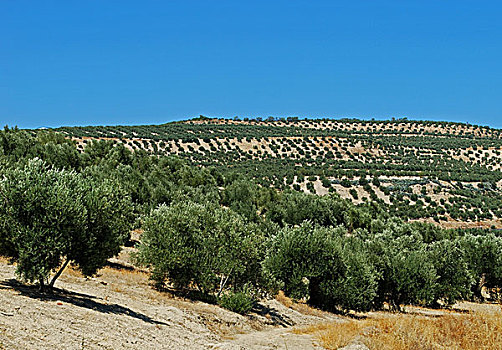 橄榄,小树林,巴埃萨,西班牙