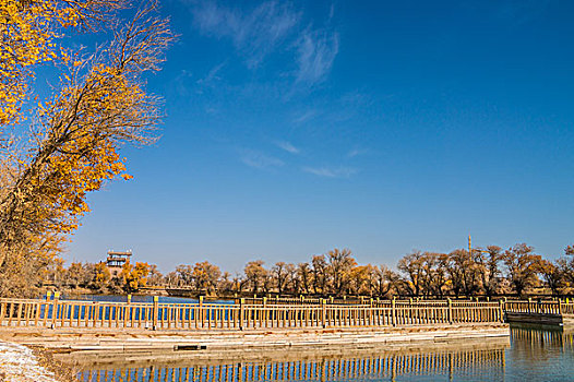 胡杨林,湖泊,倒影,美景