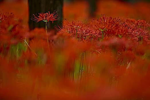 特写,活力,红色,花,树