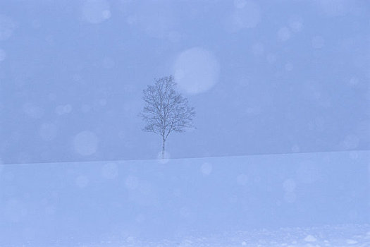 白桦,雪原,雪中