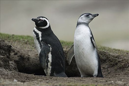 麦哲伦企鹅,小蓝企鹅,父母,幼禽,巢穴,入口,福克兰群岛