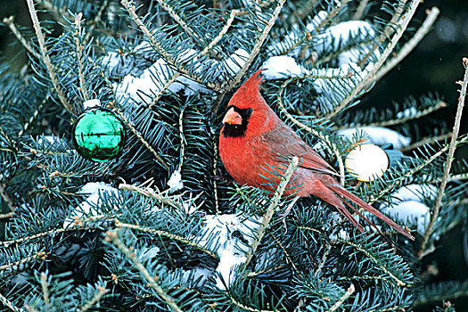 主红雀,圣诞树,冬天,马里恩县,伊利诺斯
