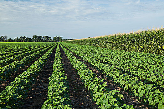 棉花,旁侧,玉米,英格兰,阿肯色州,美国