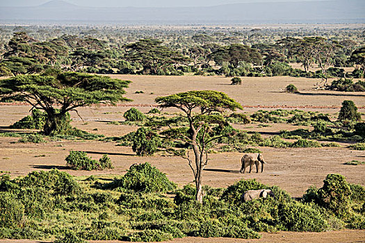 非洲,肯尼亚,安伯塞利国家公园,大象,大幅,尺寸