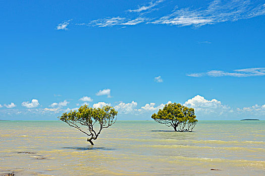 红树,海洋,昆士兰,澳大利亚