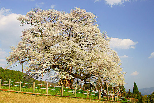 树,樱花,冈山,日本