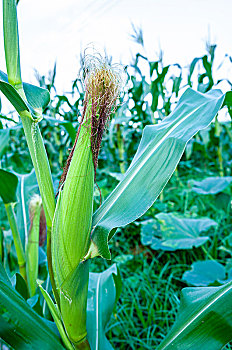 生长中的玉米