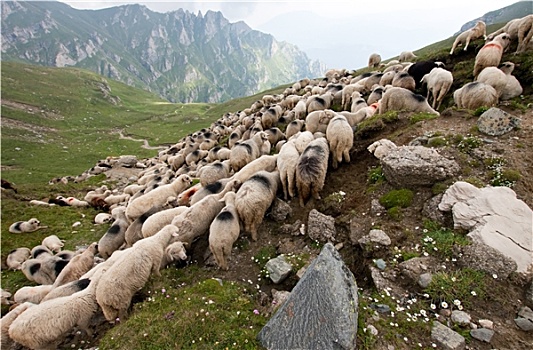 牧群,绵羊,罗马尼亚