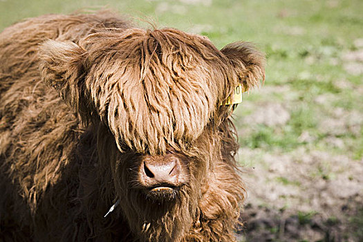 苏格兰,高原牛,小动物,头像