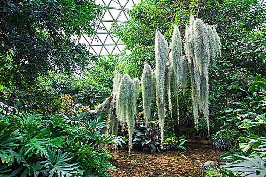 上海,辰花公路,辰山植物园,植物园,树屋,树木,植物,绿色,室内,珍奇植物馆,彩图,横图,无人