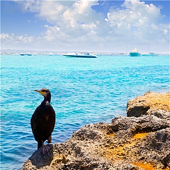 鸟,福门特拉岛,石头,靠近