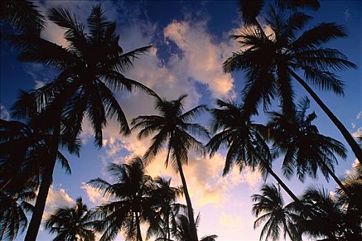 棕榈树,日落,胜地,南,巴哈马