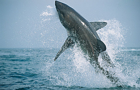 白色,鲨鱼,食肉动物,诱饵,海豹岛,福尔斯湾,南非
