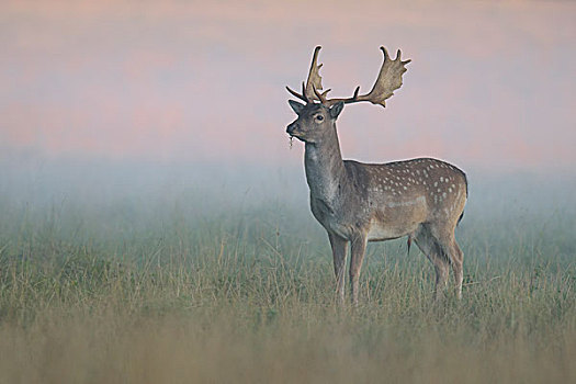 扁角鹿,鹿,树林,草地,雾气,晨光,西兰岛,丹麦,欧洲