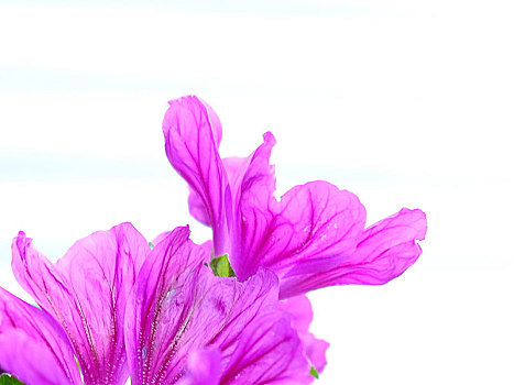 紫花,正面,白色背景