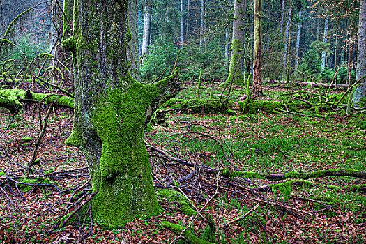 树干,苔藓,云杉,树林,防护,靠近,巴登符腾堡,德国,欧洲