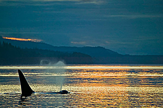 孤单,逆戟鲸,日落,温哥华岛,景色,背景,约翰斯顿海峡,不列颠哥伦比亚省,加拿大