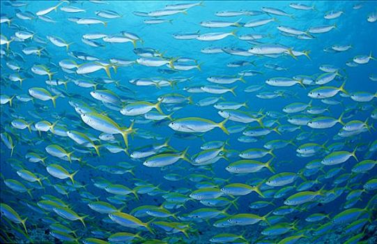 鱼群,阿里环礁,马尔代夫,印度洋,全画幅