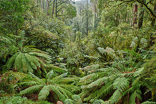 雨林,桫椤,奥特韦国家公园,维多利亚,澳大利亚,大洋洲