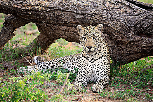 豹,成年,躺着,地面,专注,看,看镜头,沙子,禁猎区,克鲁格国家公园,南非,非洲