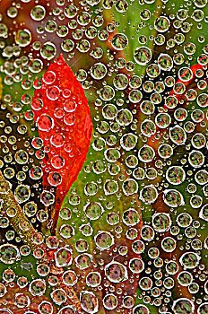 雨滴,草地,蜘蛛网,红色,蓝莓,叶子,活泼,安大略省,加拿大