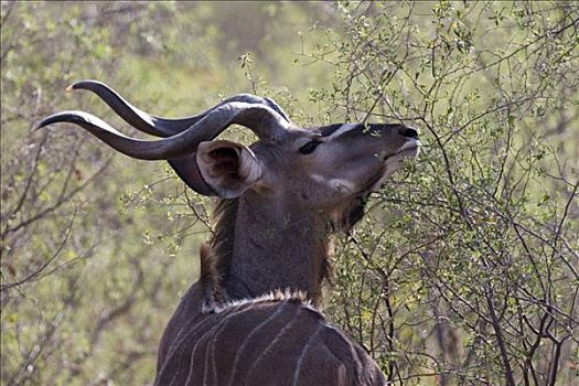 大捻角羚,莫雷米禁猎区,博茨瓦纳,非洲
