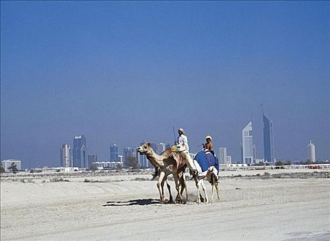 哺乳动物,单峰骆驼,正面,塔楼,地平线,迪拜,阿联酋,阿拉伯半岛,中东,动物