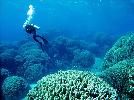 潜水,上方,珊瑚礁