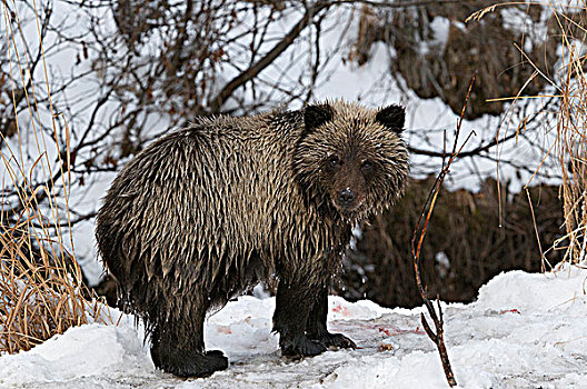 大灰熊,幼兽,棕熊,捕鱼,枝条,河,生态,自然保护区,育空地区,加拿大