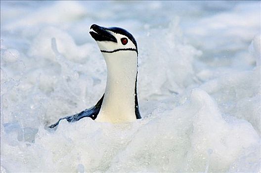 帽带企鹅,南极企鹅,欺骗岛,南极