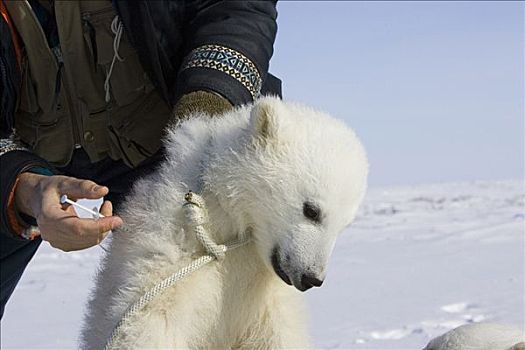 北极熊,研究人员,3-4岁,老,幼兽,脆弱,瓦普斯克国家公园,曼尼托巴,加拿大