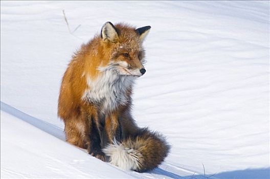 红狐,太阳,雪盖,苔原,冬天,北极圈,海岸,阿拉斯加