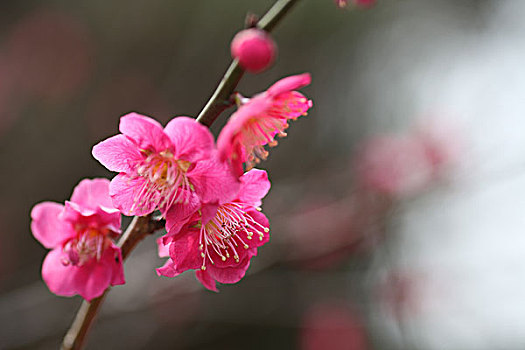 梅花,花朵,梅园,春天,报春